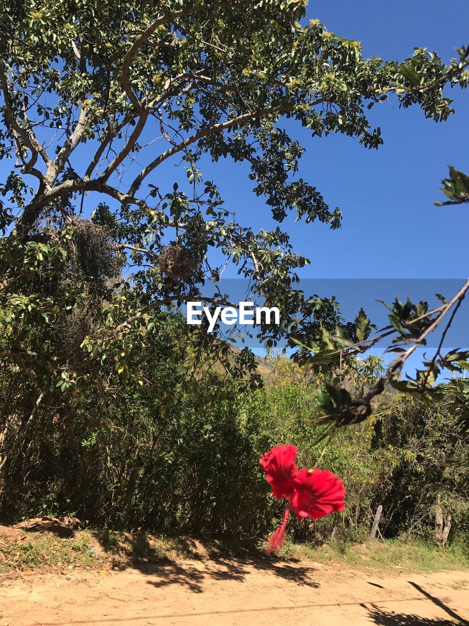 RED FLOWER TREE AGAINST SKY