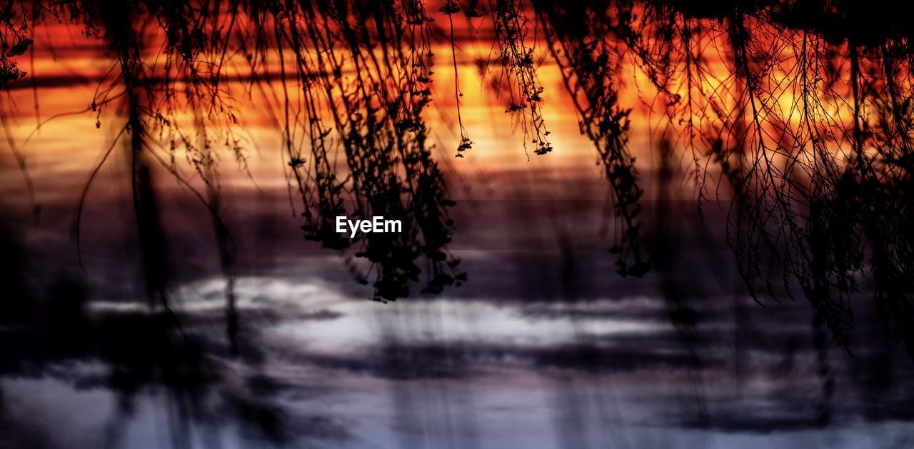 Silhouette trees by lake against sky during sunset