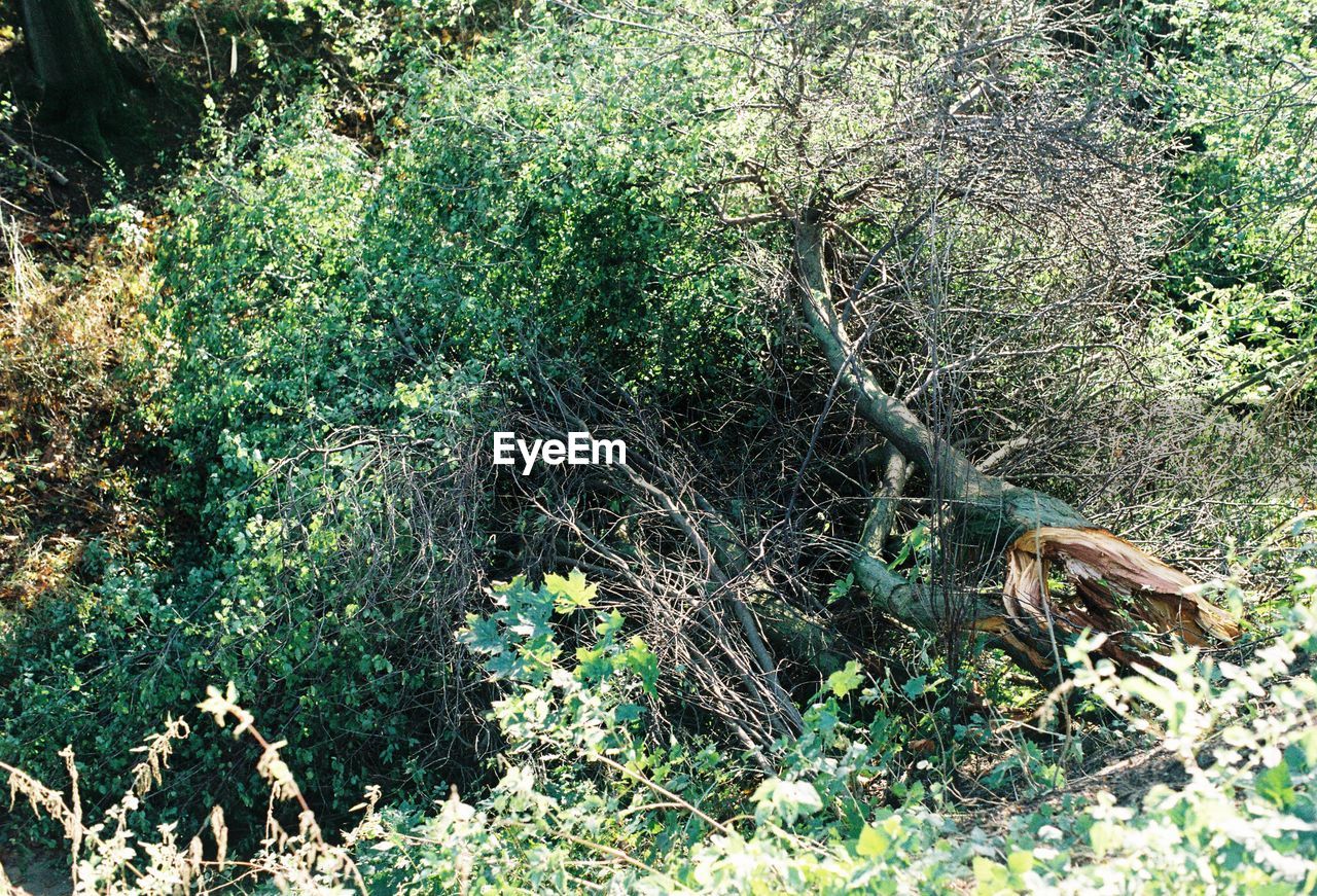 CLOSE-UP OF PLANT GROWING IN FOREST