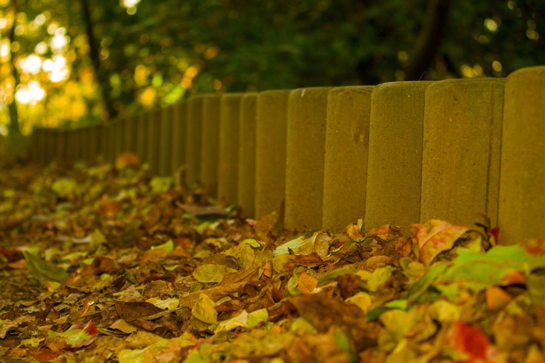 Close-up of autumn leaves fallen on street