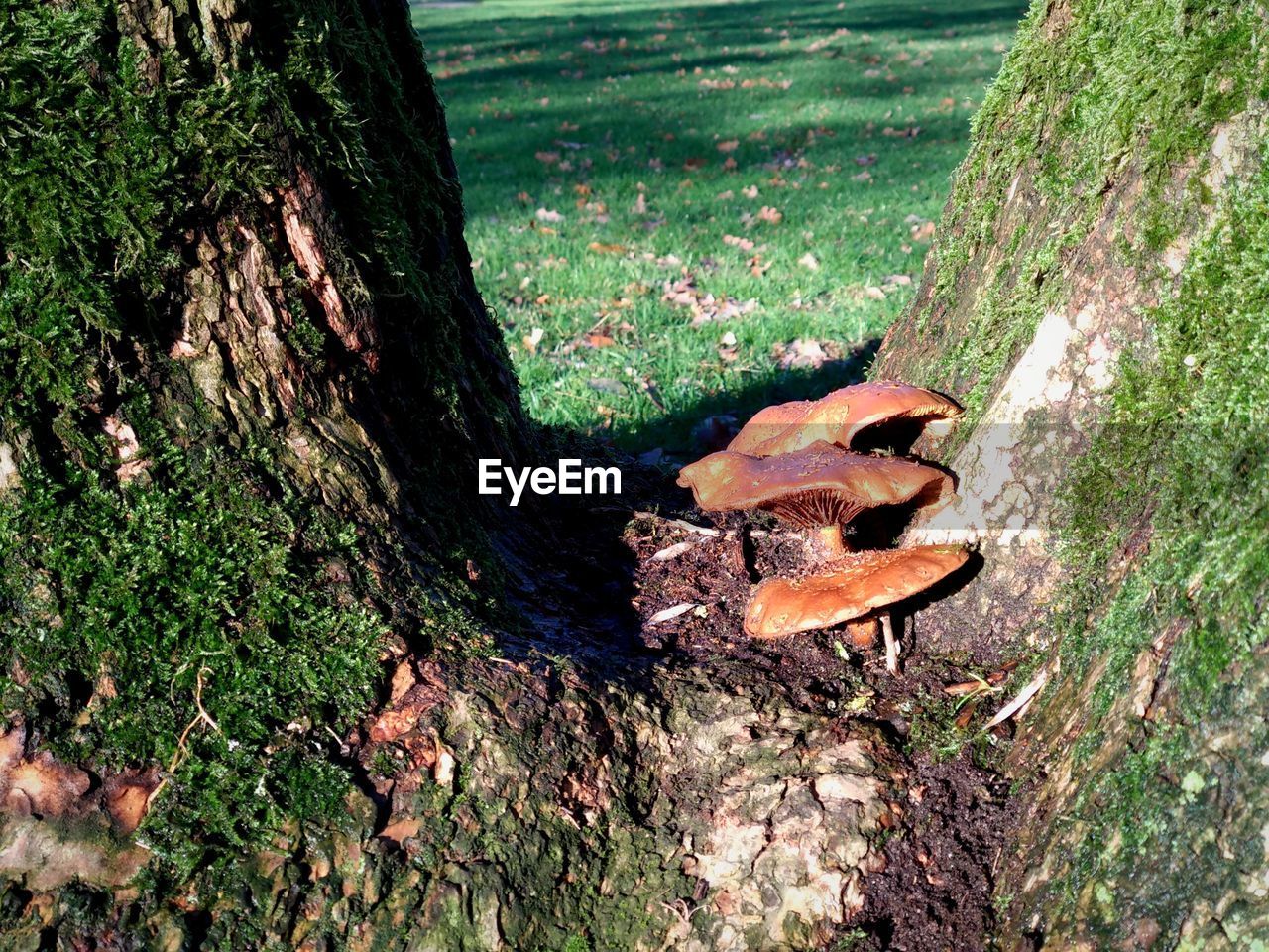 HIGH ANGLE VIEW OF A TREE TRUNK ON FIELD