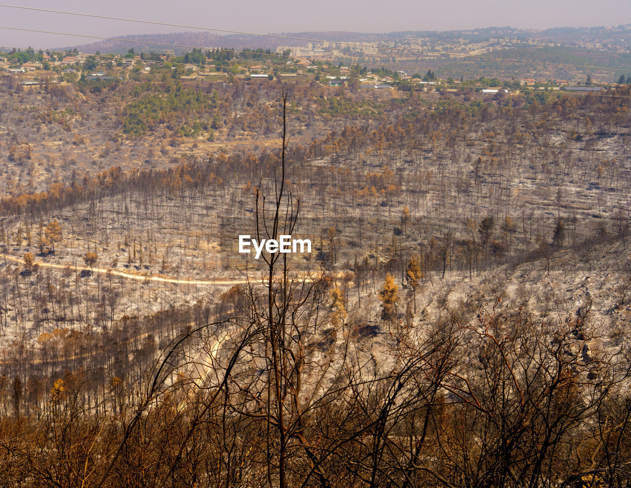 HIGH ANGLE VIEW OF TREES ON A LAND