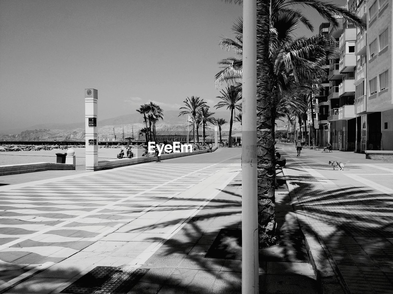 Palm trees on street in city against clear sky