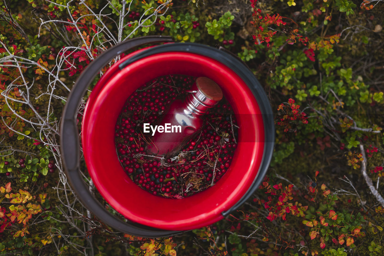 High angle view of lingonberries in bucket