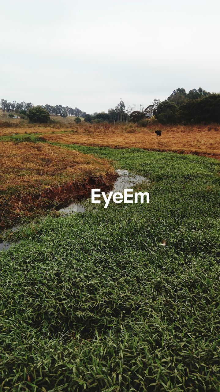 SCENIC VIEW OF GRASSY FIELD AGAINST SKY