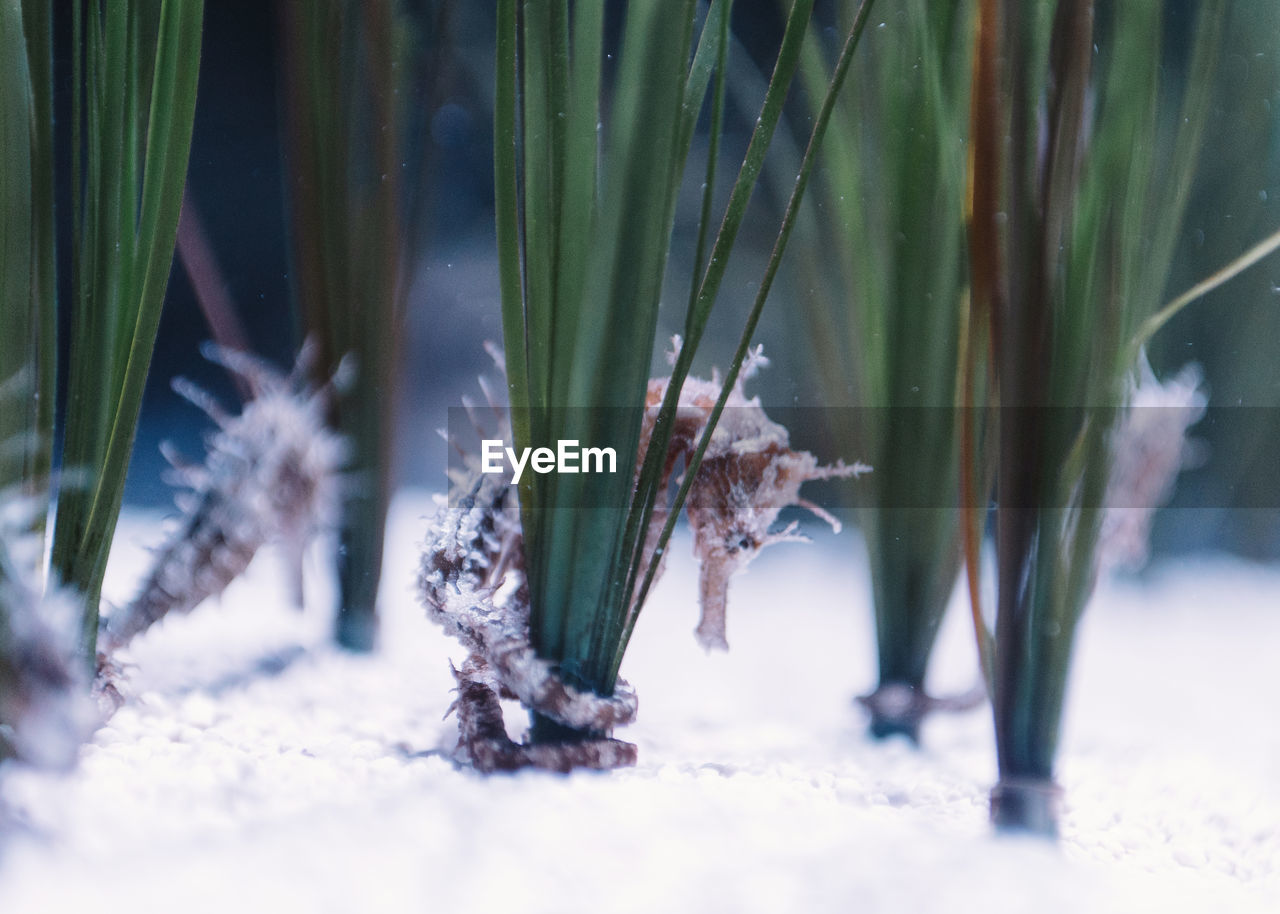 Small brown and white seahorses near white sand bottom among green seaweed on blurred background