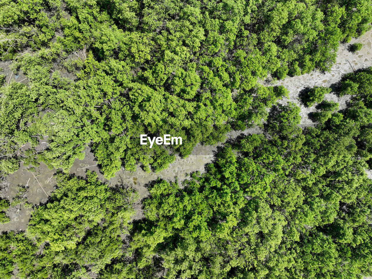 Green mangrove forest with morning sunlight. mangrove ecosystem. natural carbon sinks. mangroves