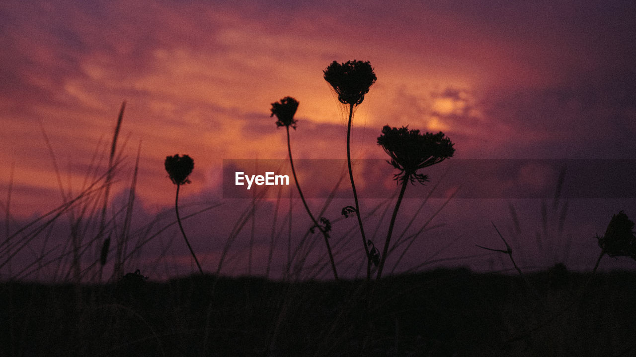 plant, sky, beauty in nature, nature, sunset, cloud, silhouette, flower, flowering plant, growth, no people, tranquility, land, scenics - nature, landscape, evening, outdoors, field, tranquil scene, environment, dawn, grass, freshness, dramatic sky, sunlight, fragility, prairie, tree, non-urban scene