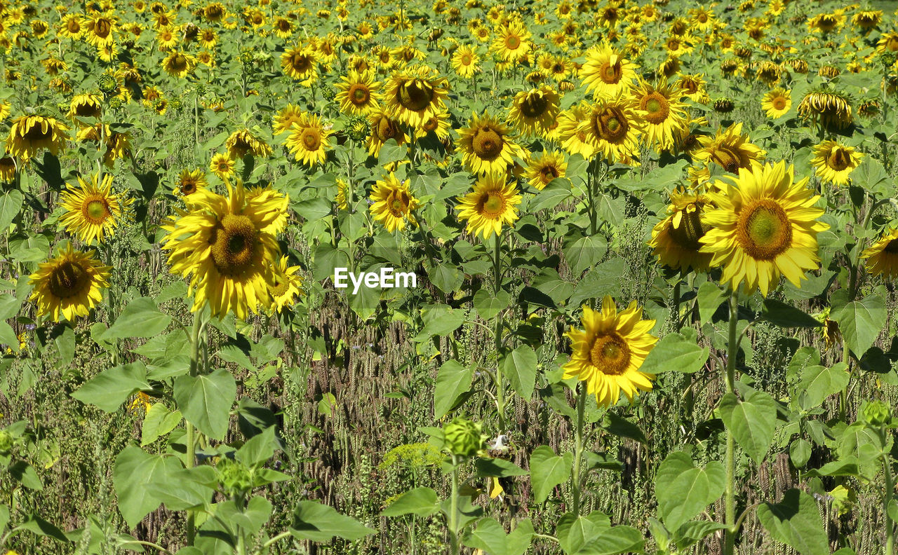 CLOSE-UP OF YELLOW FLOWERING PLANTS ON LAND