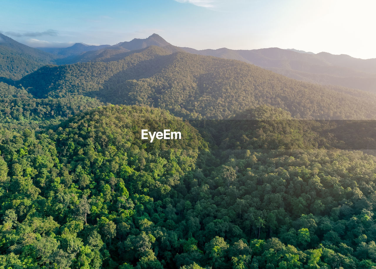 Aerial view of lush green trees in forest on mountains. dense green tree captures co2. green tree