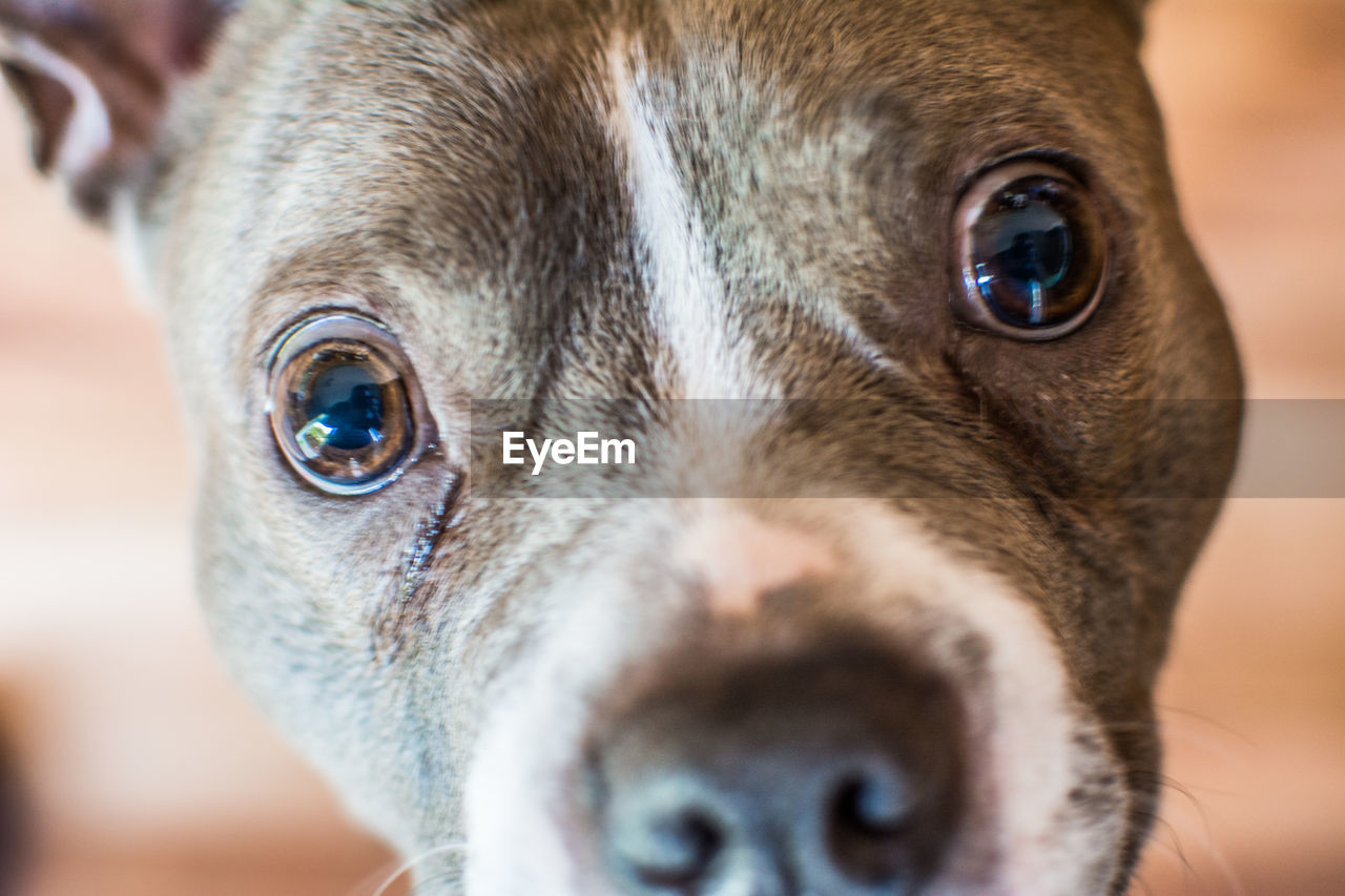 CLOSE-UP PORTRAIT OF PUG