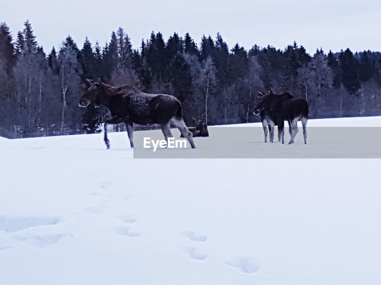 HORSES ON FIELD DURING WINTER