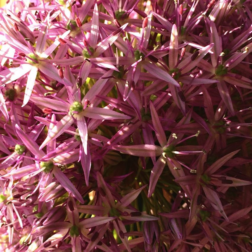 FULL FRAME SHOT OF PINK FLOWERS