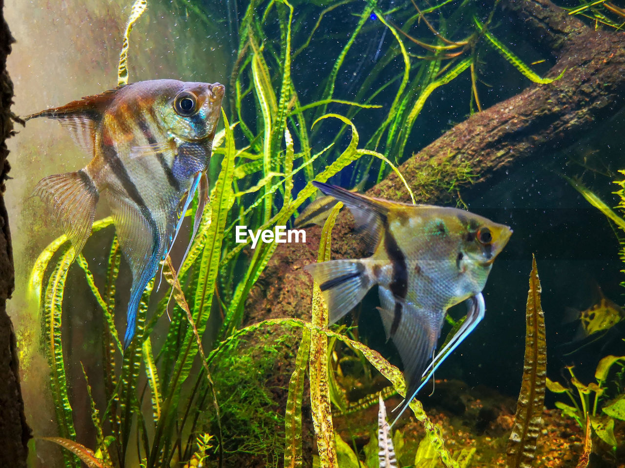 FISH SWIMMING UNDERWATER