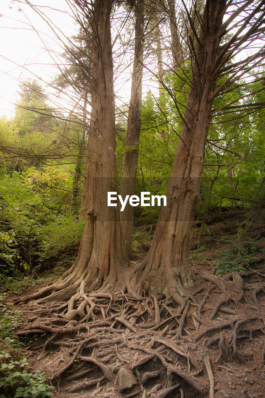 VIEW OF TREE TRUNKS IN FOREST