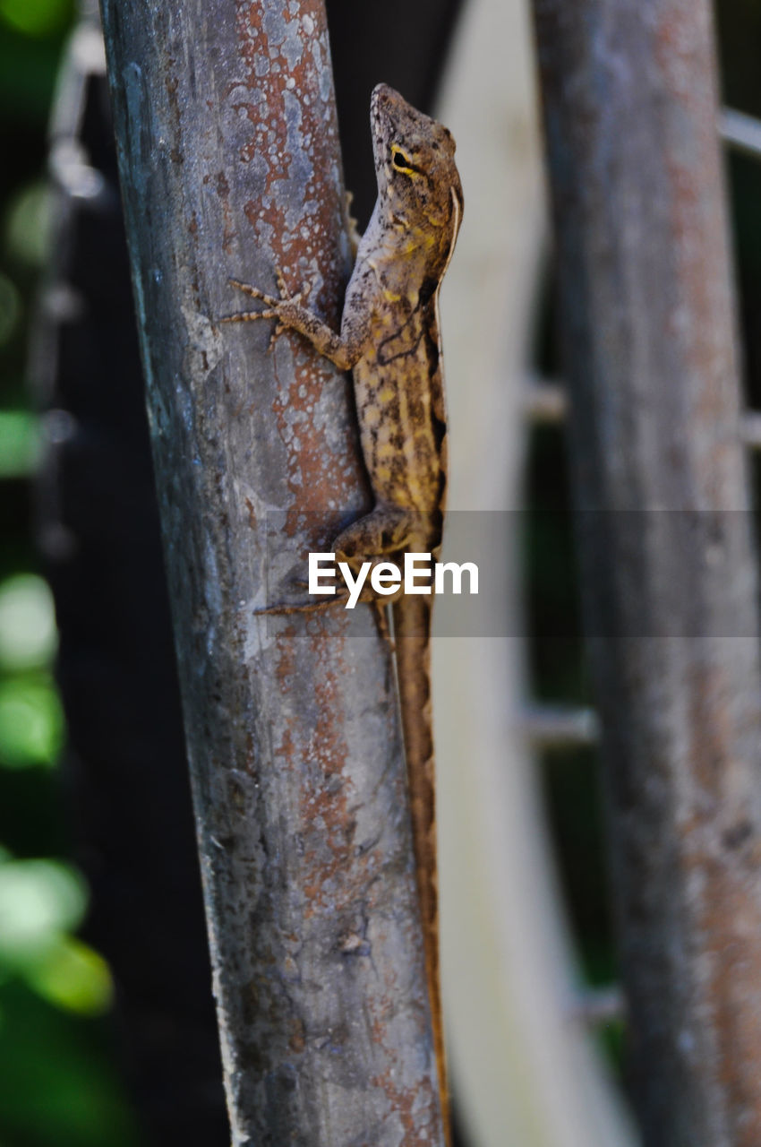 CLOSE-UP OF A LIZARD ON TREE