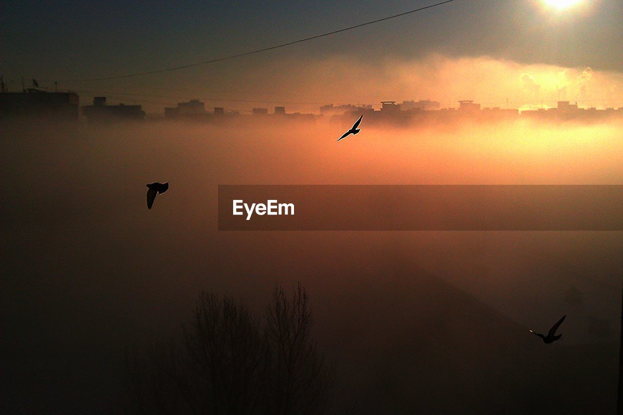 Birds flying against sky during sunset