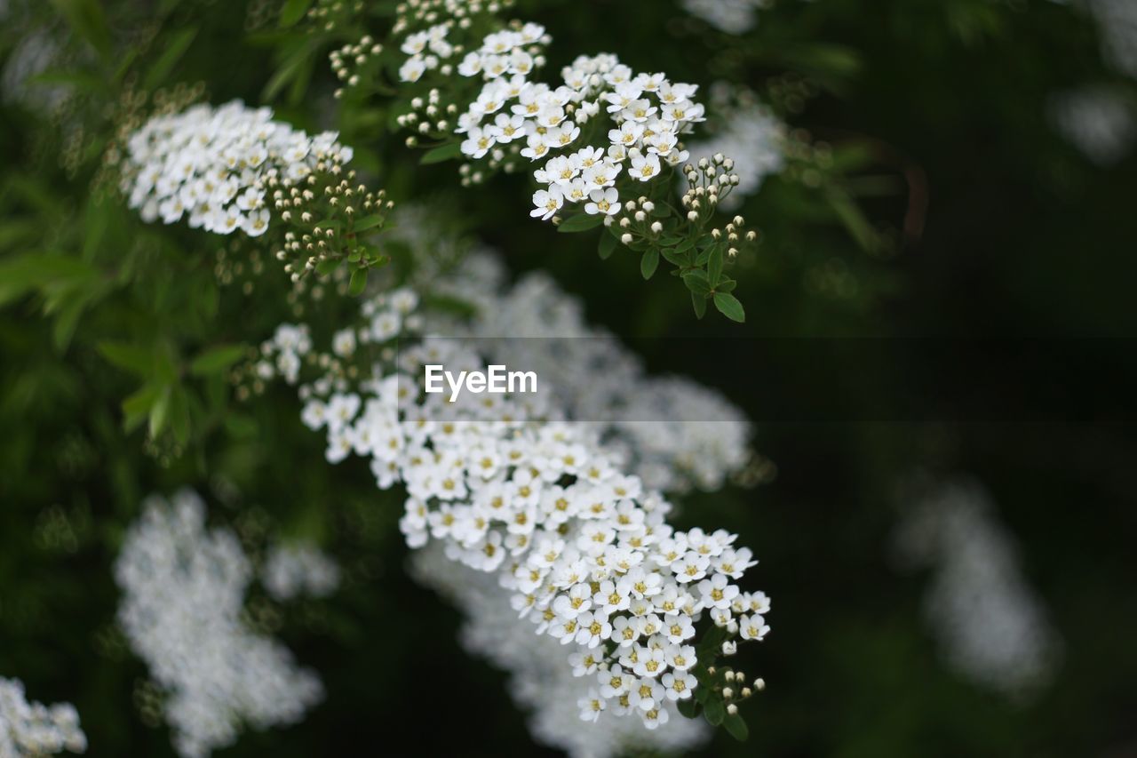 White flowers blooming in garden