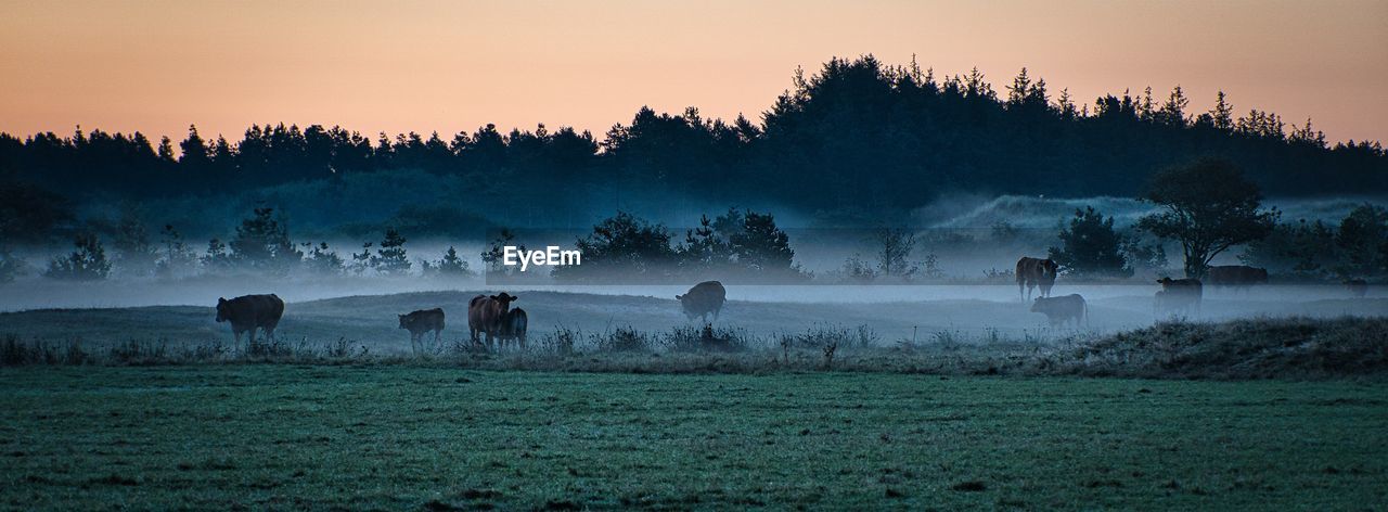 Cows in morning mist