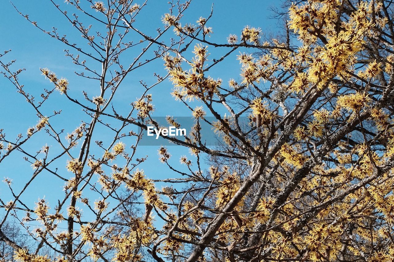 LOW ANGLE VIEW OF FLOWERING TREE AGAINST SKY