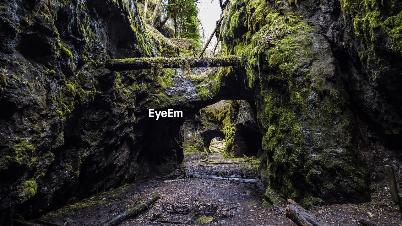 Walkway amidst trees in forest