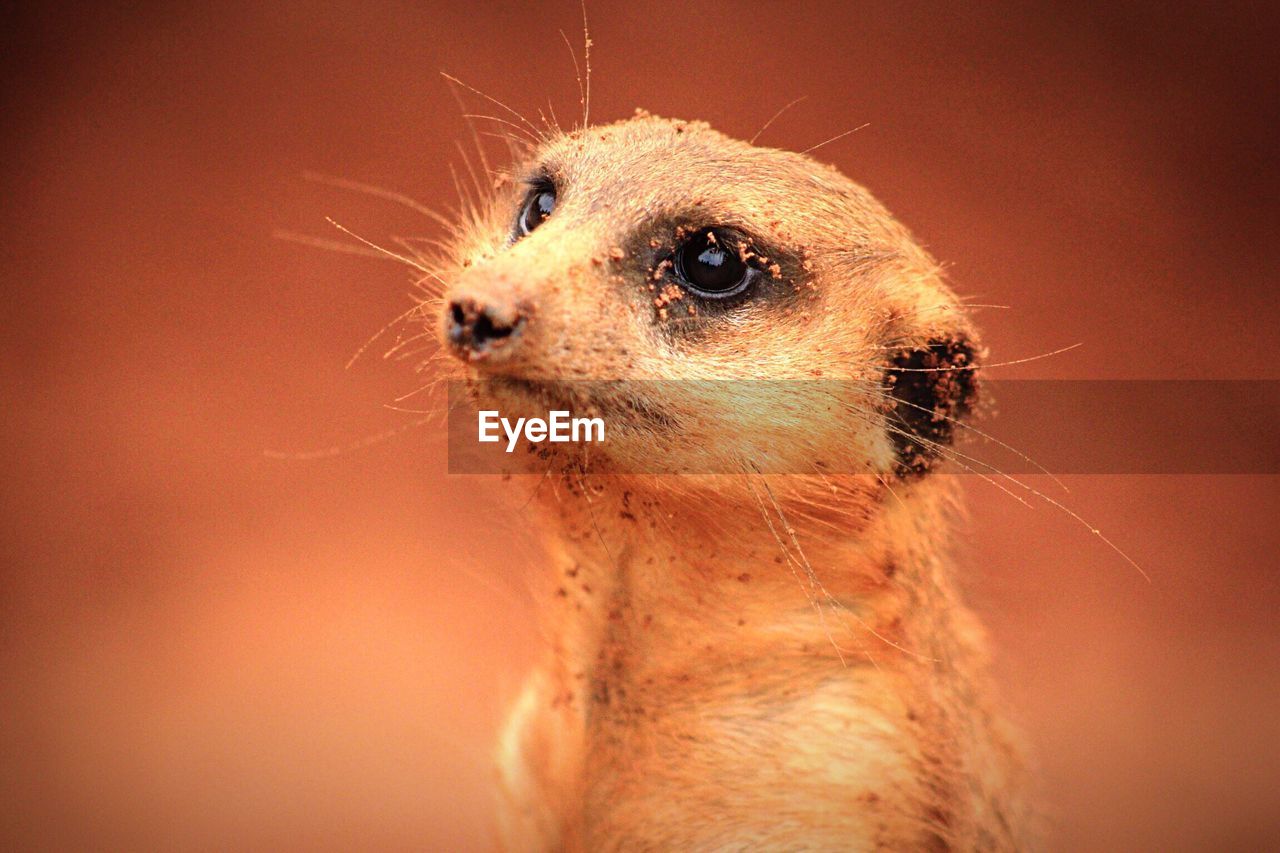 Close-up portrait of meerkat