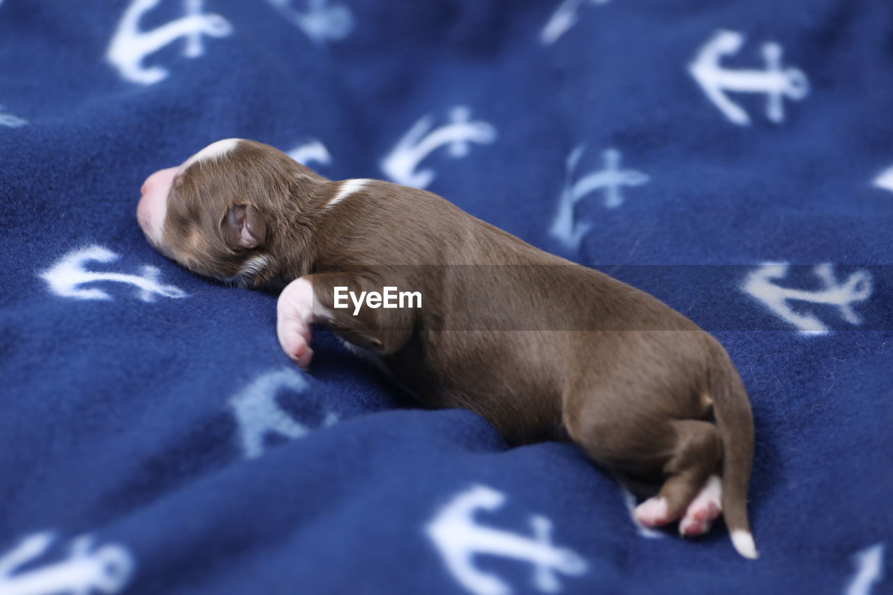 mammal, animal, animal themes, pet, dog, blue, one animal, puppy, young animal, domestic animals, no people, relaxation, lying down, indoors, canine, sleeping