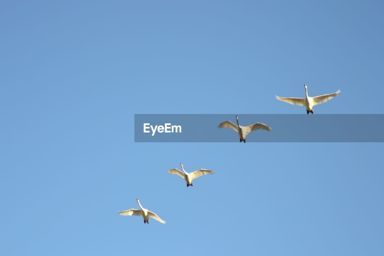 LOW ANGLE VIEW OF BIRDS FLYING IN CLEAR SKY