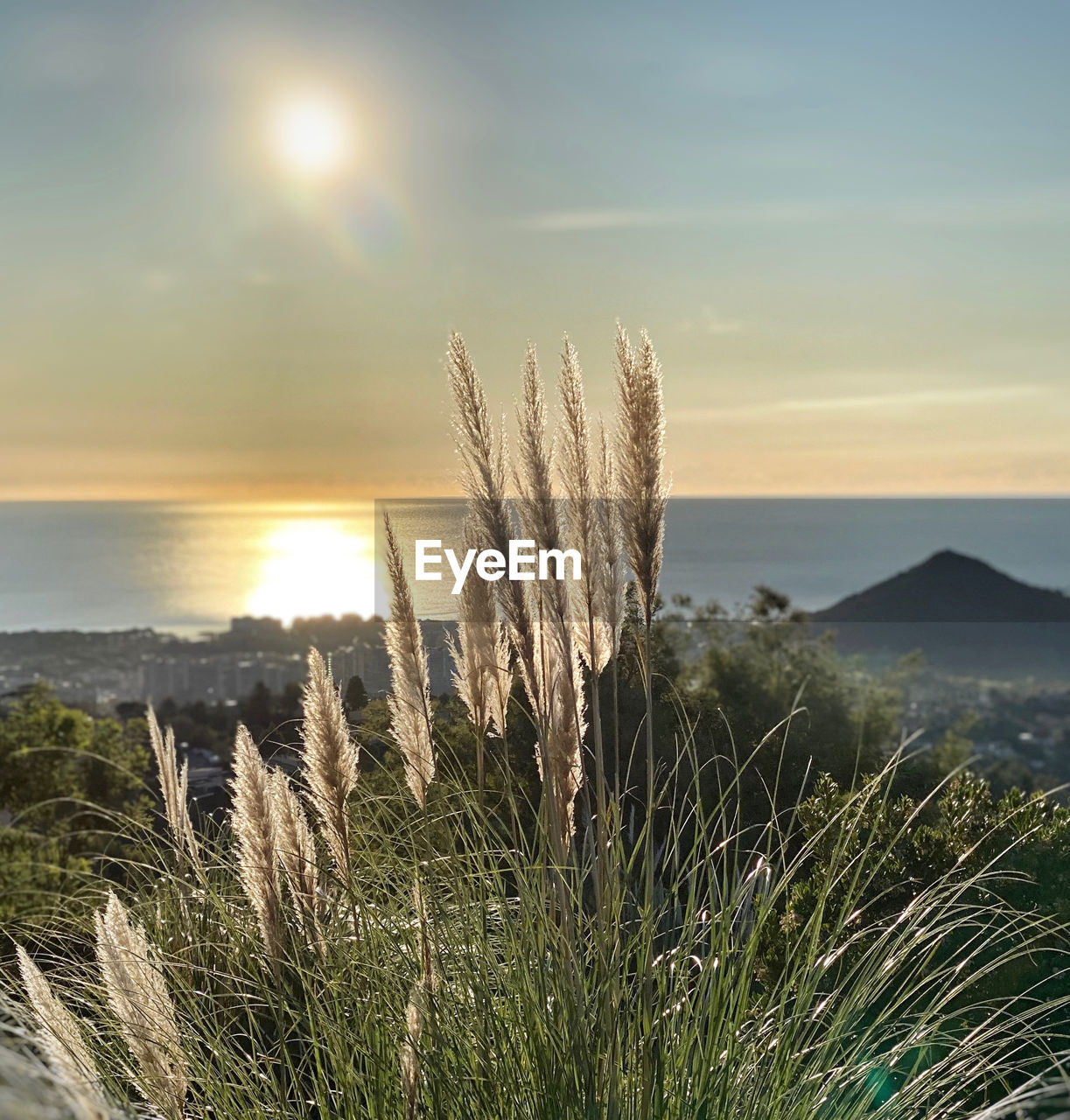 Scenic view of field against sky during sunset