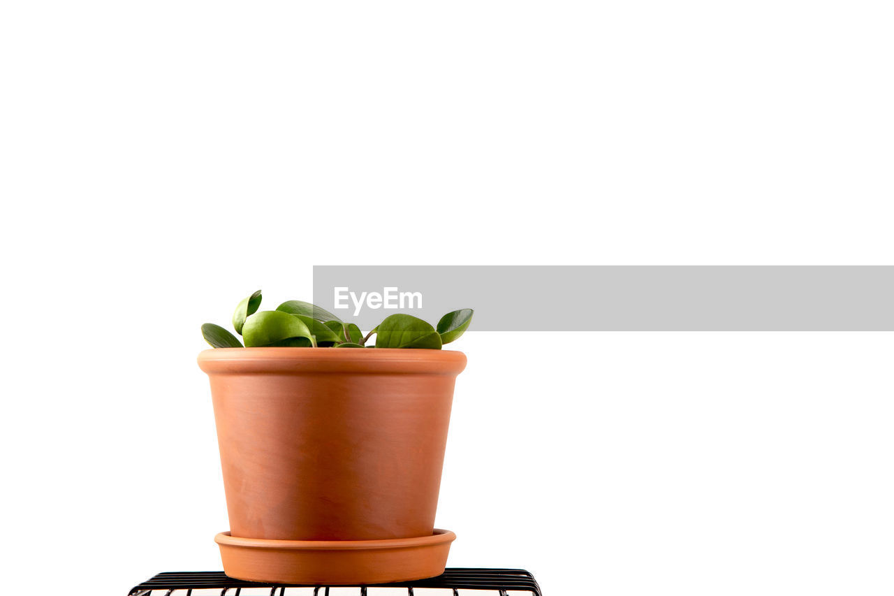 CLOSE-UP OF POTTED PLANT AGAINST GRAY BACKGROUND