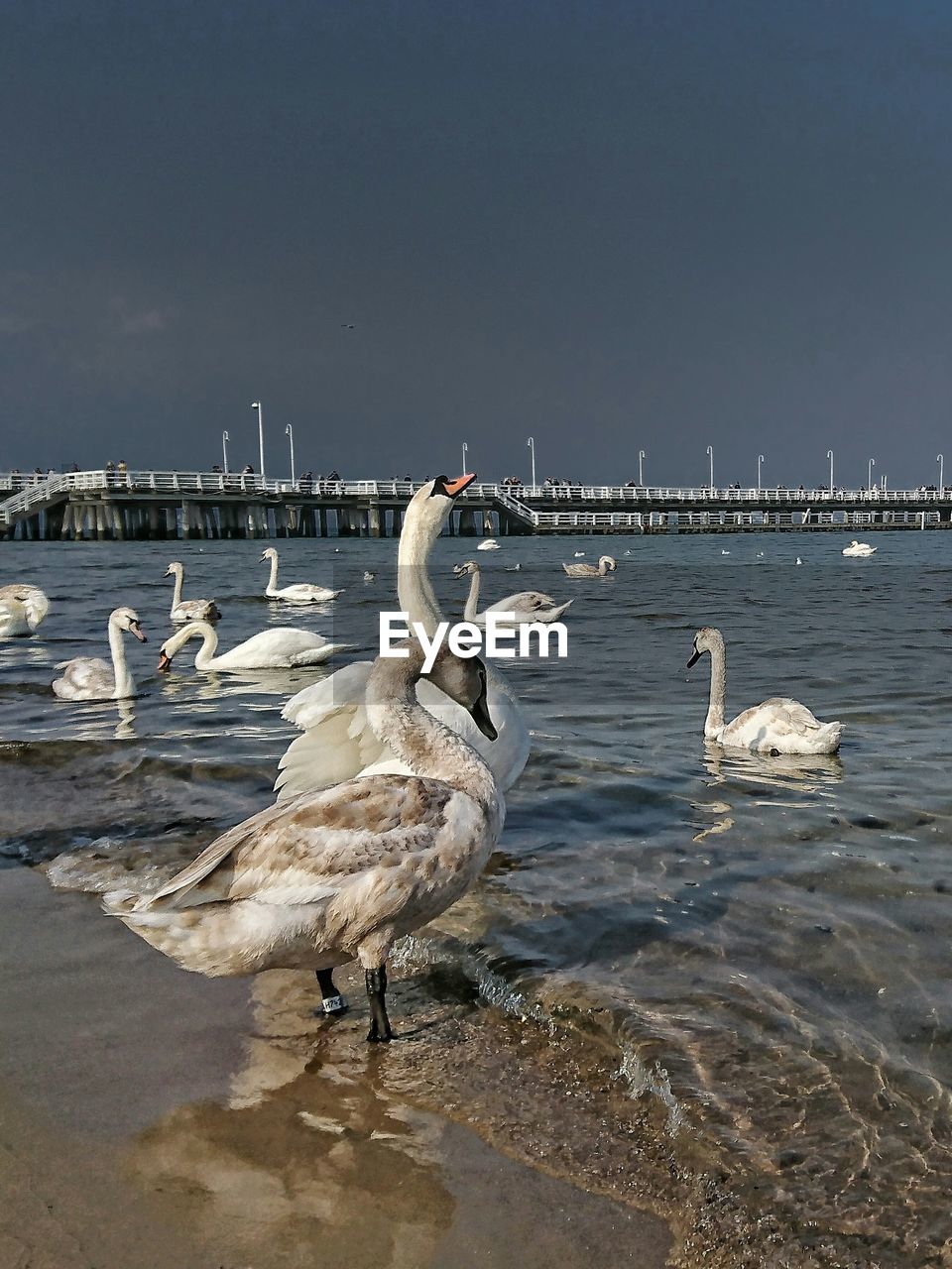 Swan on beach against sky