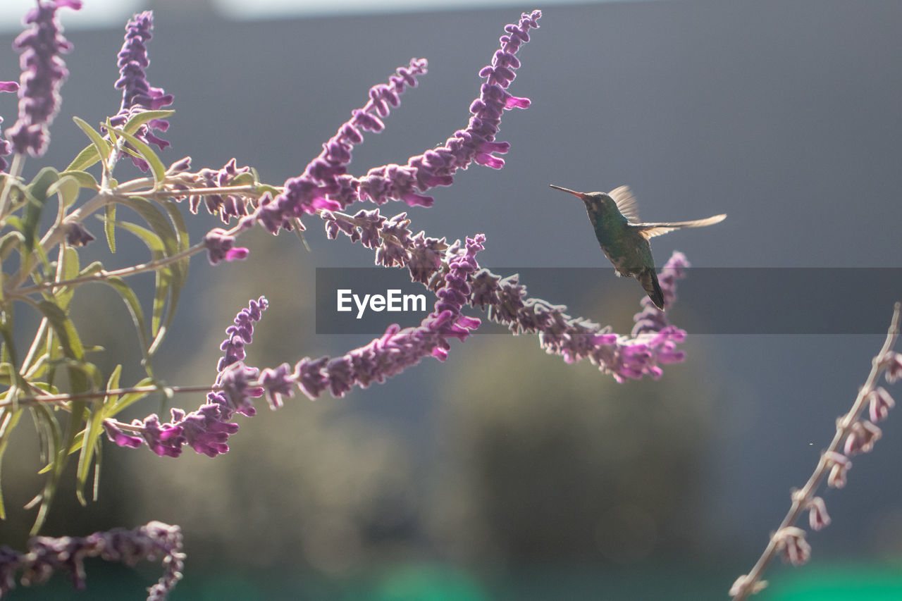 Humingbird flying over purple flowers