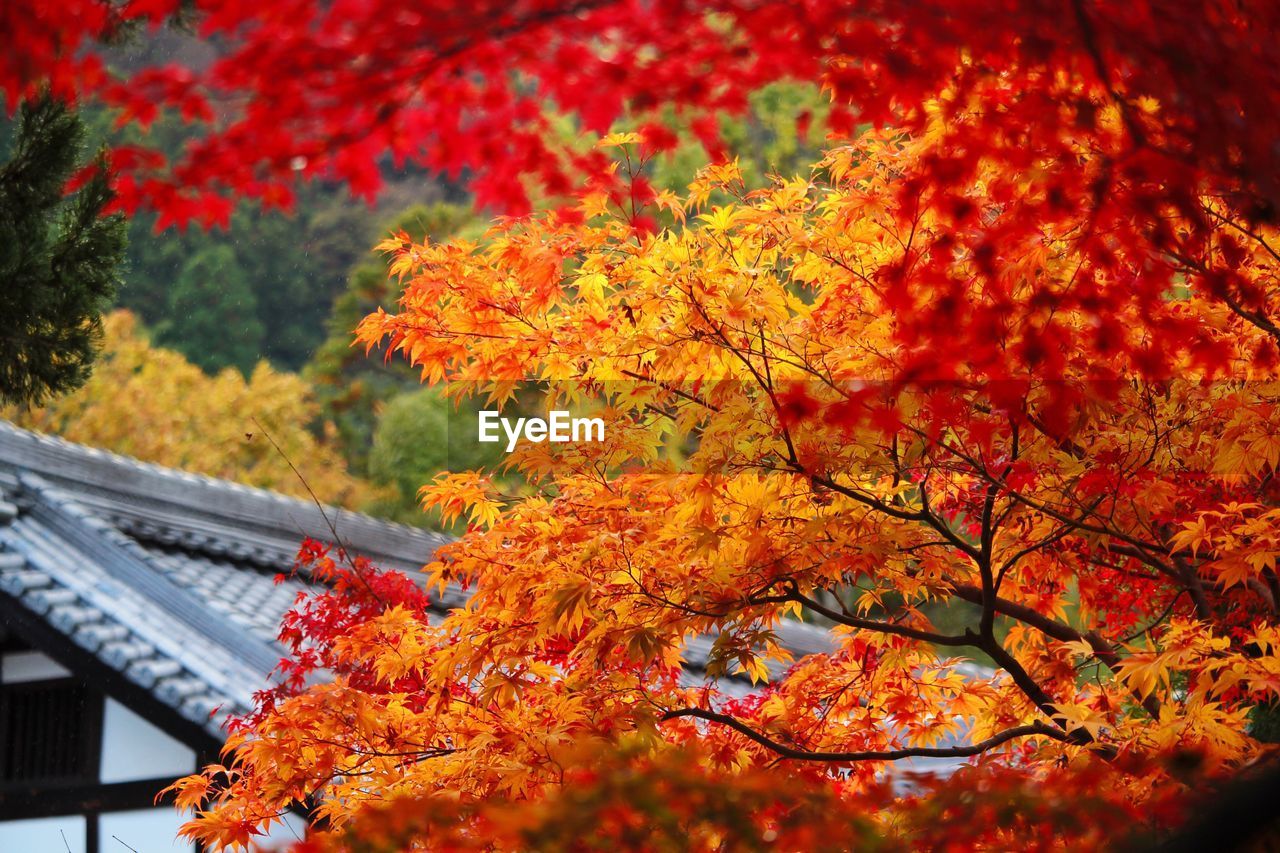 Close-up of maple tree during autumn