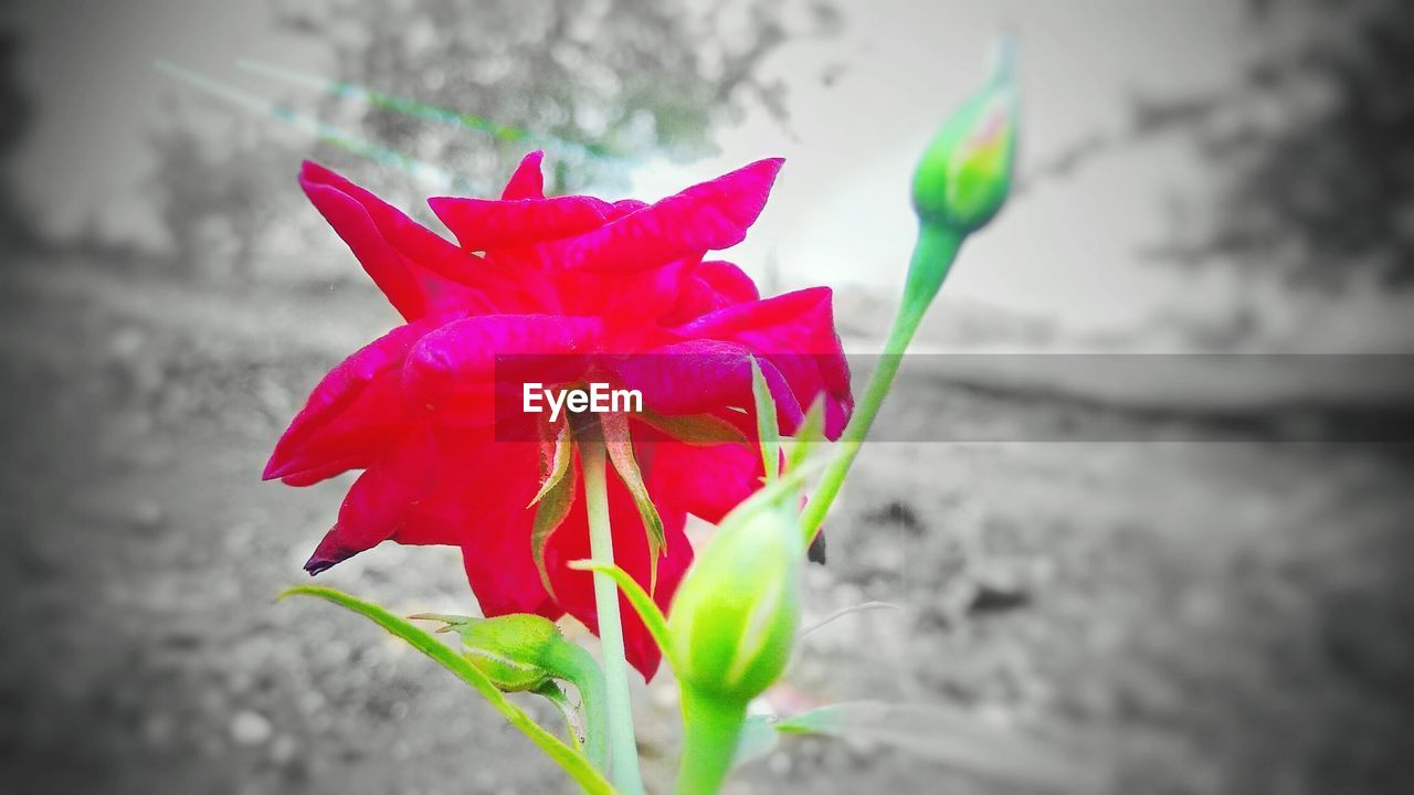 CLOSE-UP OF PINK FLOWER BLOOMING