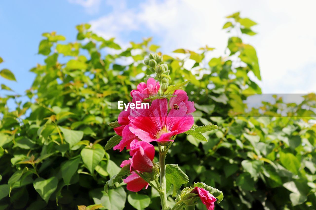 Close-up of pink flowering plant