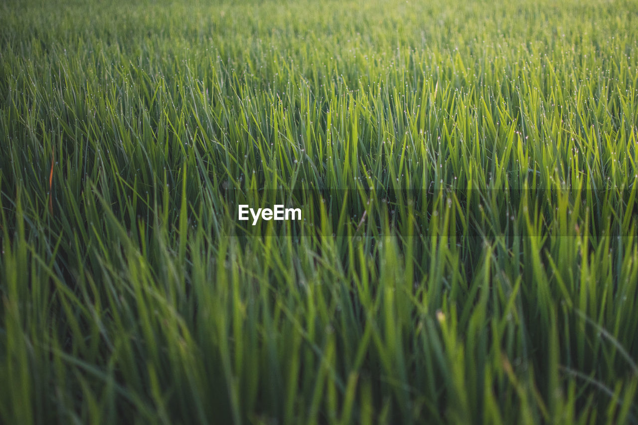 FULL FRAME SHOT OF CROPS