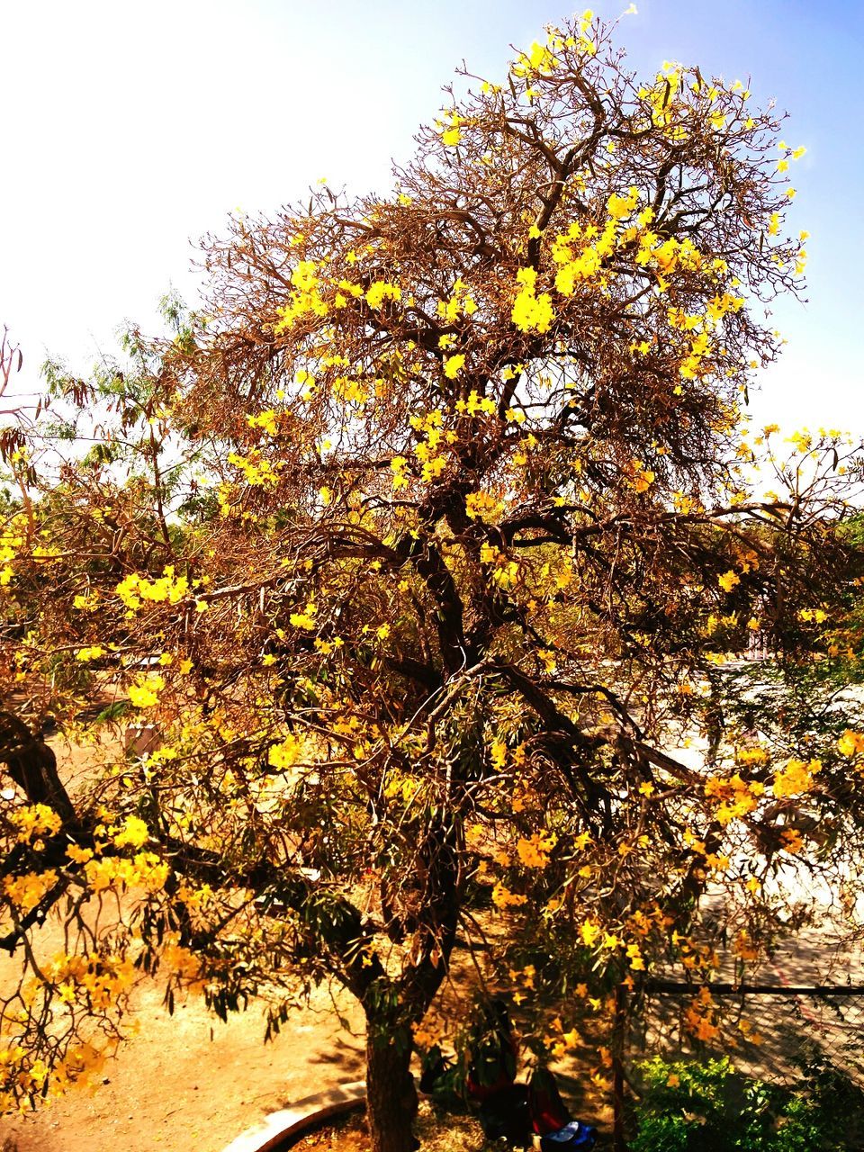 VIEW OF TREE AGAINST SKY