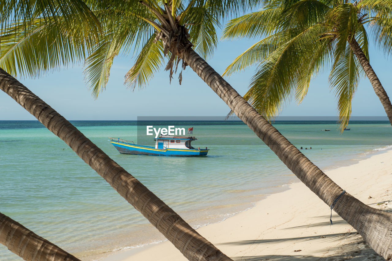 Palm trees at beach against clear sky