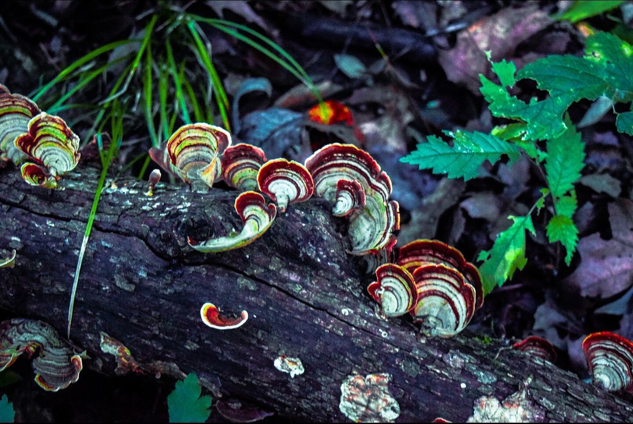 CLOSE-UP OF PLANTS