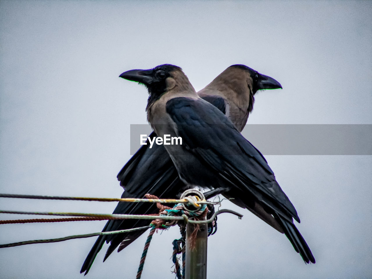 LOW ANGLE VIEW OF BIRD PERCHING ON BRANCH