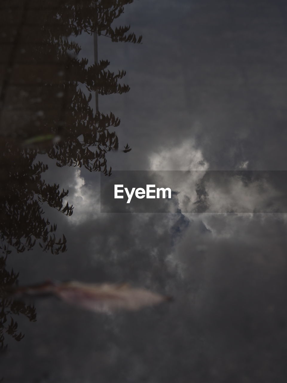 LOW ANGLE VIEW OF TREES AGAINST CLOUDY SKY