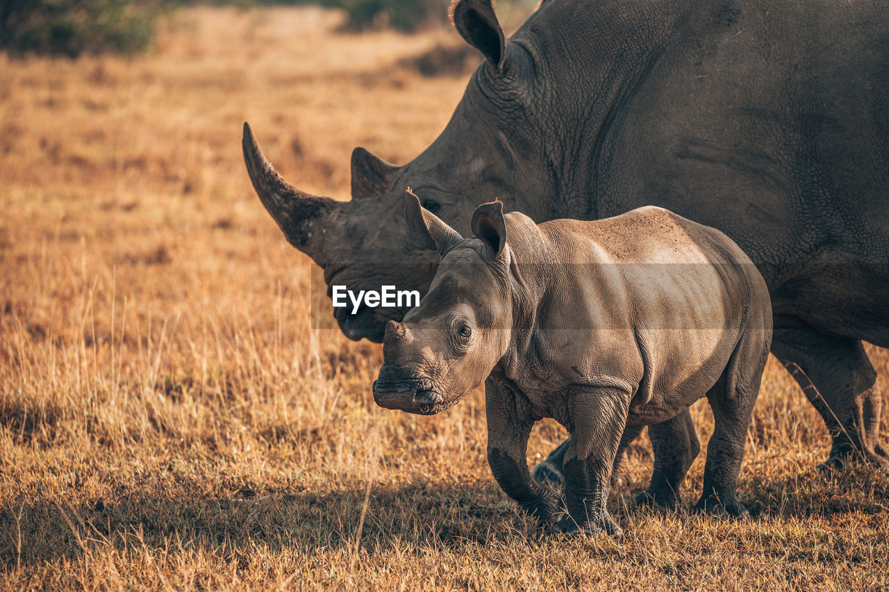 Rhino with baby standing at field