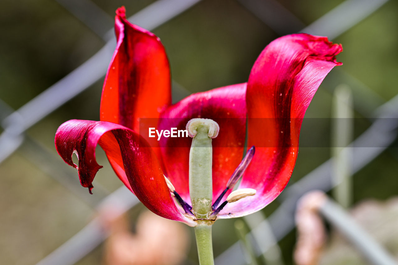 Close-up of red flower