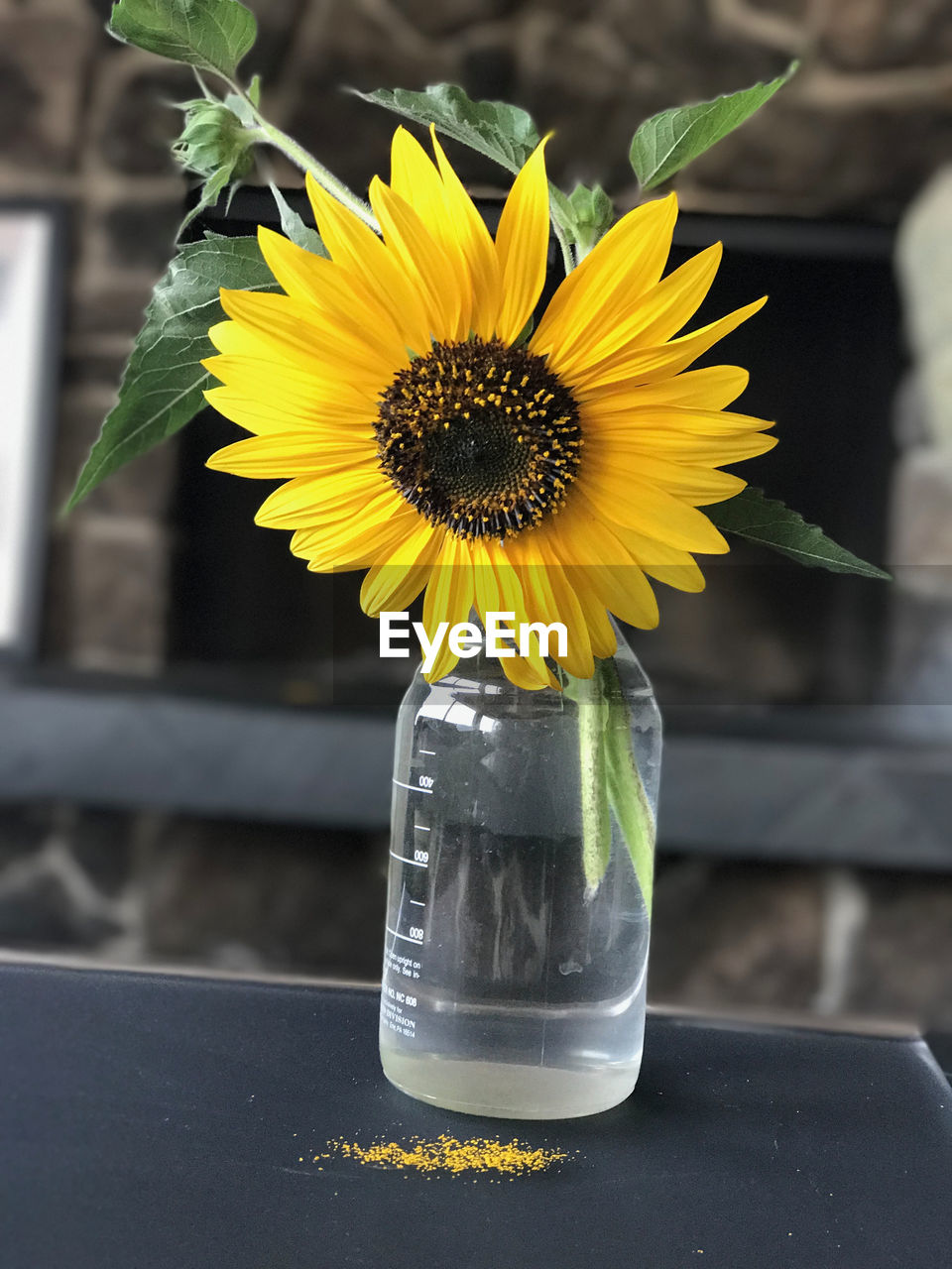 CLOSE-UP OF SUNFLOWER IN VASE