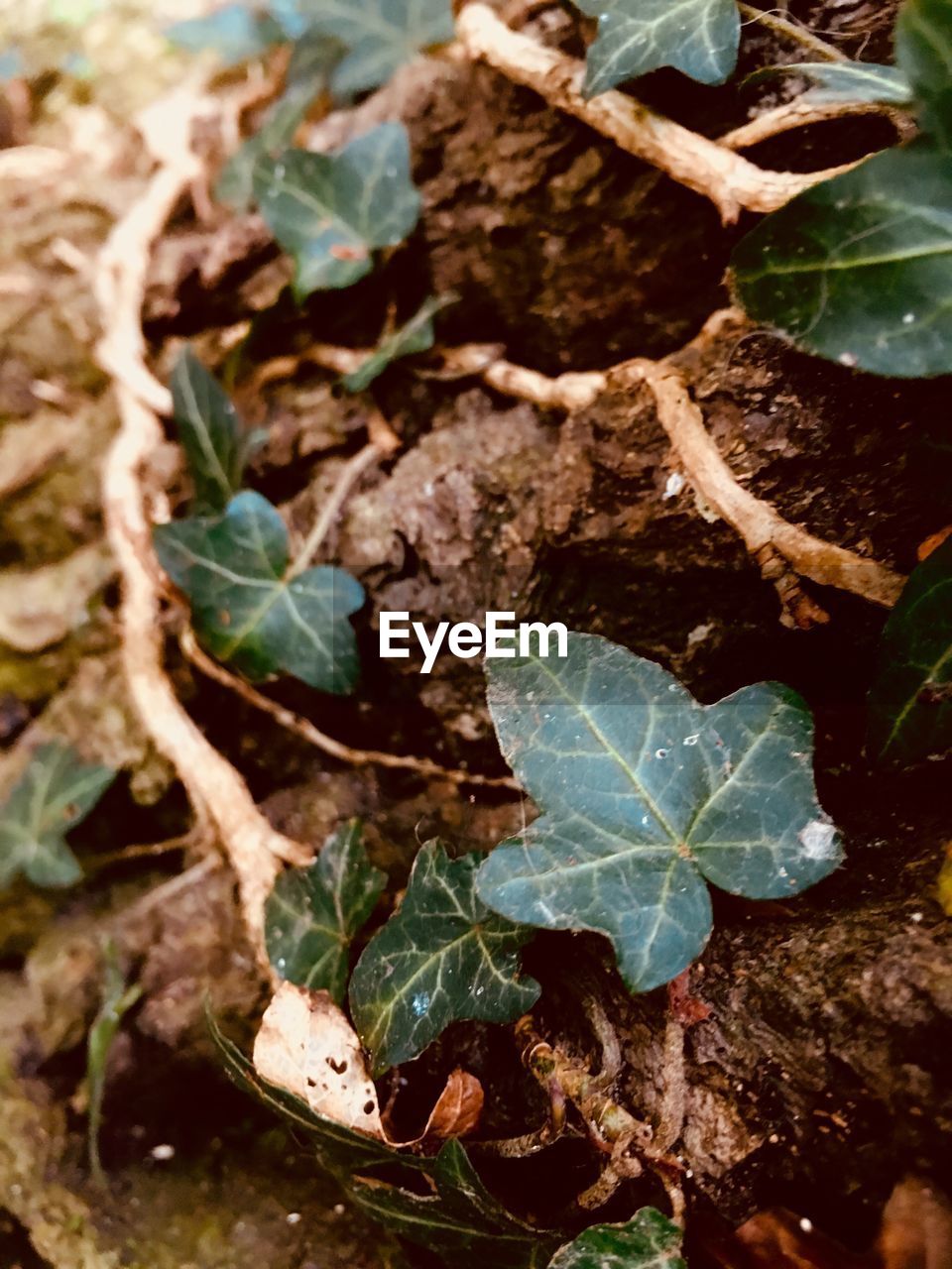 HIGH ANGLE VIEW OF PLANT GROWING OUTDOORS