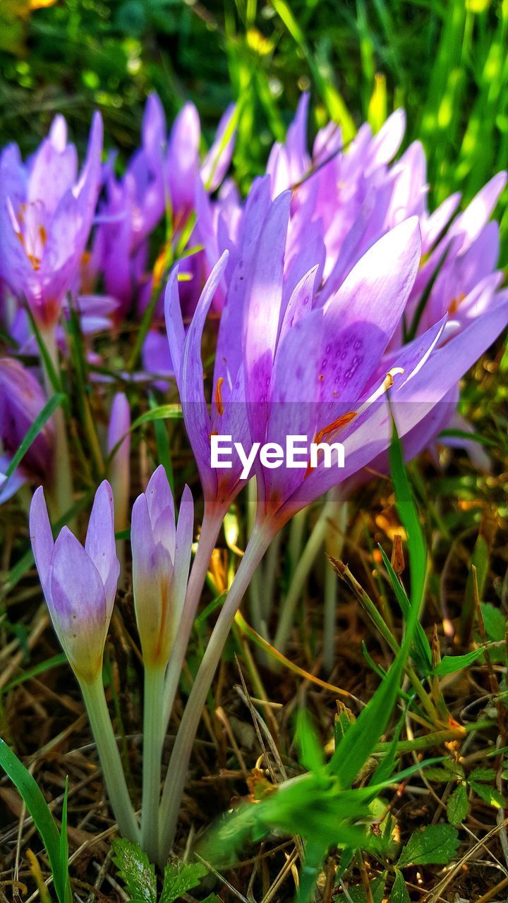 CLOSE-UP OF PURPLE CROCUS FLOWERS GROWING IN FIELD