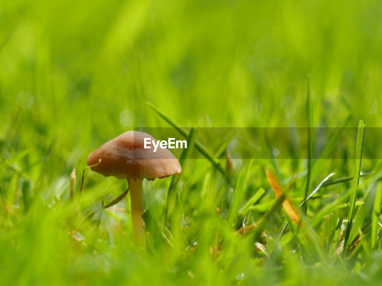 Close-up of mushroom on grass