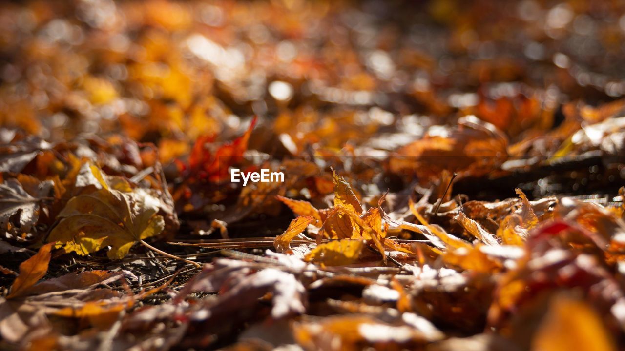 Close-up of fallen maple leaves on land