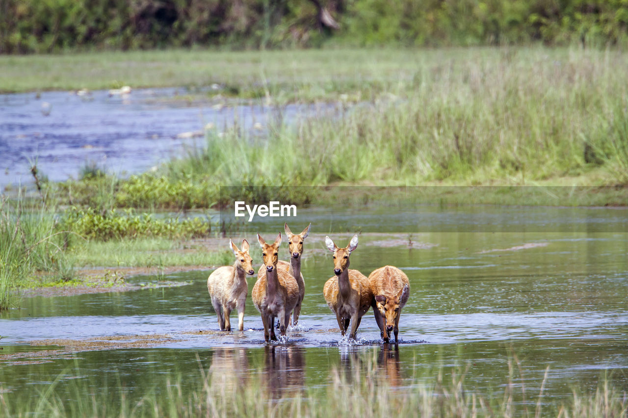 HORSES IN A WATER