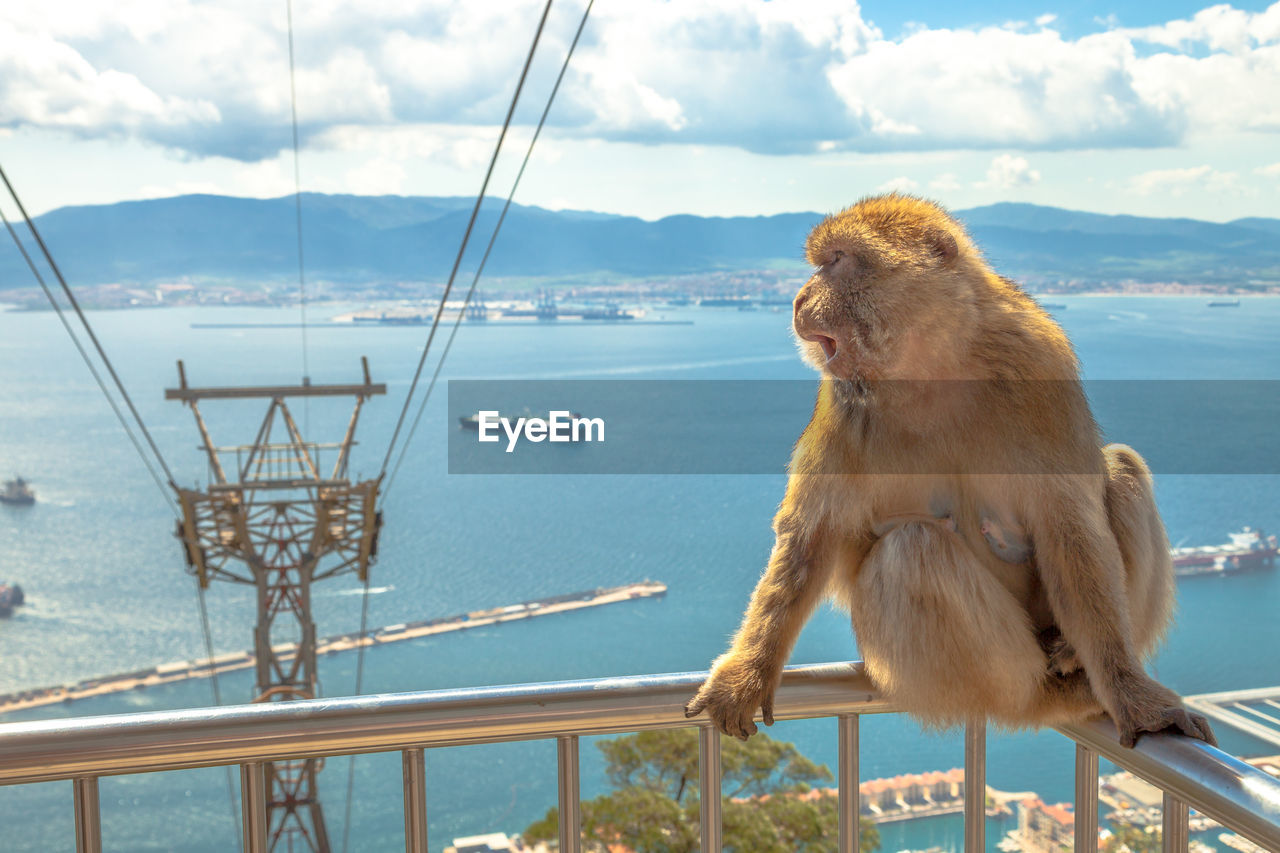 Close-up of monkey sitting on railing by sea against sky